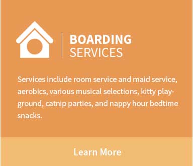 Catnaps Hotel - cat boarding, Buffalo NY
