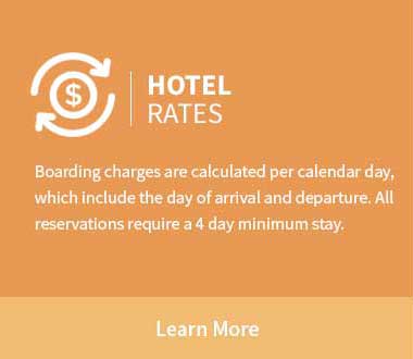 Catnap Hotel Rates - cat boarding Buffalo NY