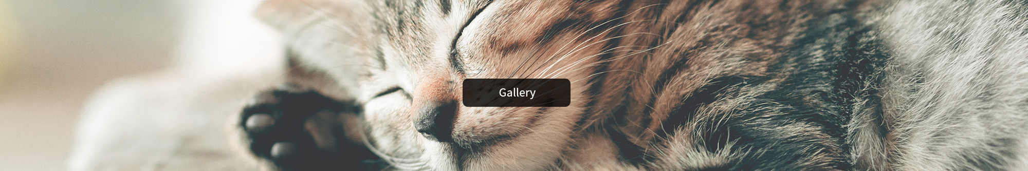 Photo Gallery - Catnaps Hotel - cat boarding Amherst NY