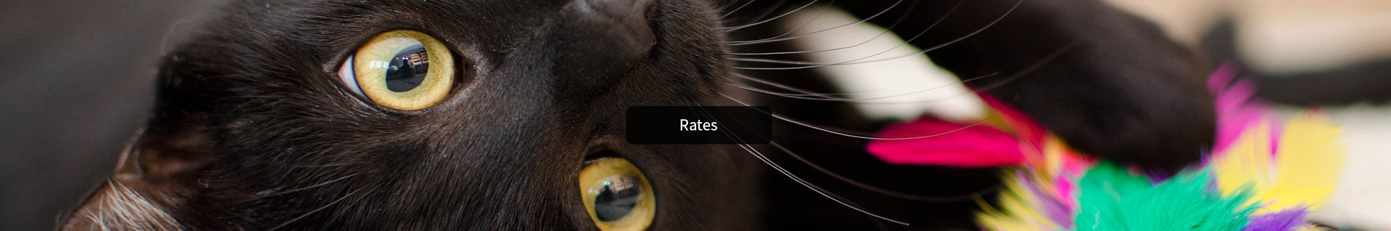 Rates - Catnaps Hotel - cat boarding Buffalo NY