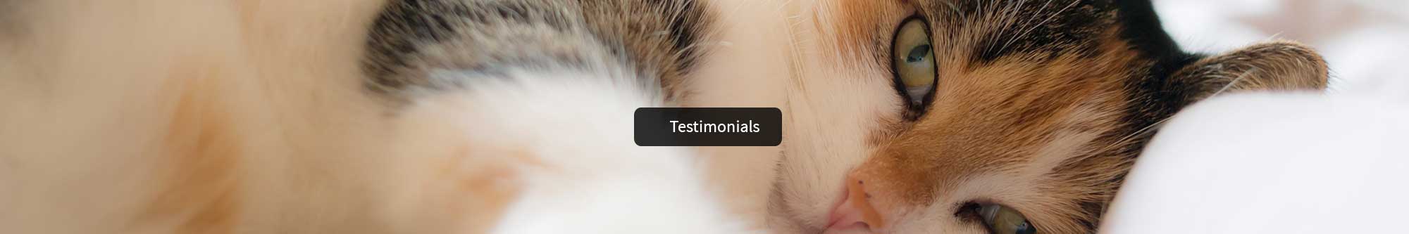 Catnaps Hotel Testimonials